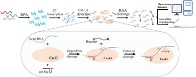 Development of a rapid and accurate CRISPR/Cas13-based diagnostic test for GII.4 norovirus infection